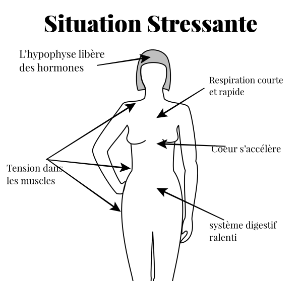Ce qui se passe durant les moments de stress.