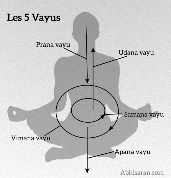 Les 5 Vayus ou les 5 vents de Yoga