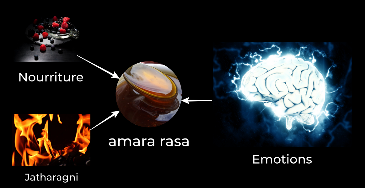 Formation de amara rasa durant digestion